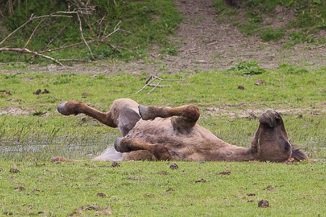 02 Oostvaardersplassen, konikpaarden.jpg